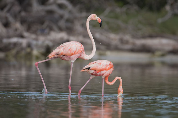 American Flamingo (Phoenicopterus ruber)
