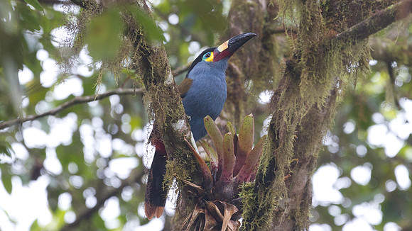 Plate-billed Mountain Toucan (Andigena laminirostris)