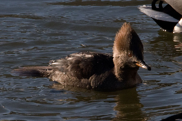 Hooded Merganser (Lophodytes cucullatus) female