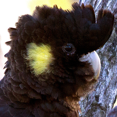 IMG_9620-thumb