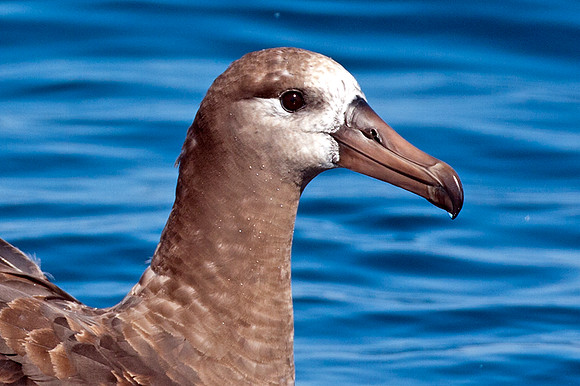 Black-footed Albatross (Phoebastria nigripes)