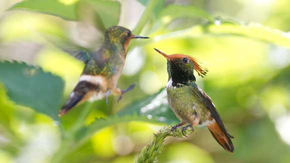 Rufous-Crested Coquette (Lophornis delattre)