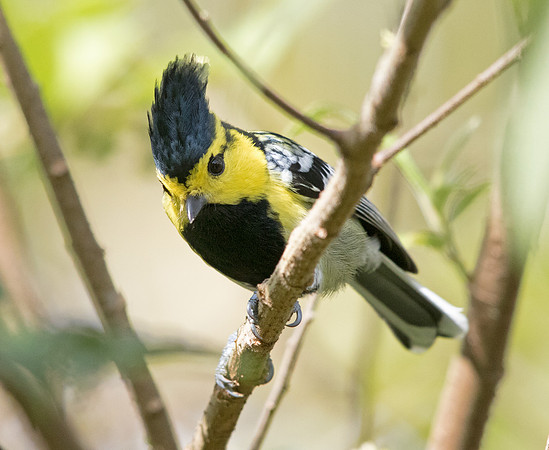 Yellow-cheeked tit (Parus spilonotus) Male