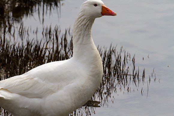 Snow Goose (Chen caerulescens) also known as Blue Goose