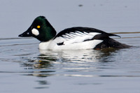Common Goldeneye (Bucephala clangula)