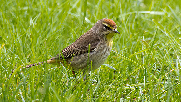 Palm Warbler (Dendroica palmarum)