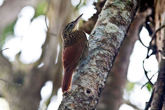 Ivory-billed Woodcreeper (Xiphorhynchus flavigaster)