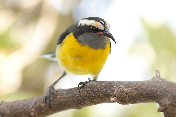 Bananaquit (Coereba flaveola)