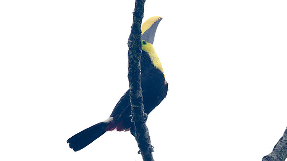 Choco Toucan (Ramphastos brevis)