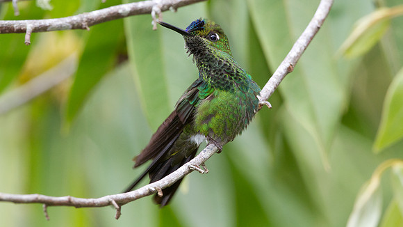 Violet-fronted Brilliant (Heliodoxa leadbeateri)