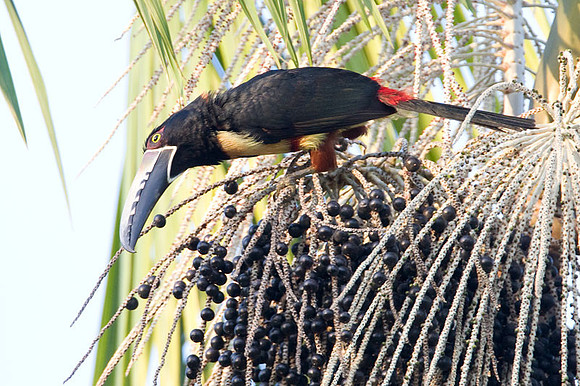 Collared Aracari (Pteroglossus torquatus)