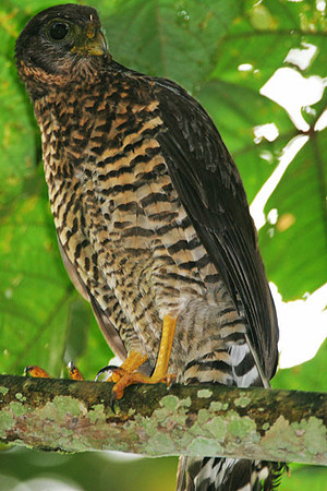 Collared Forest-falcon (Micrastur semitorquatus) juvenile