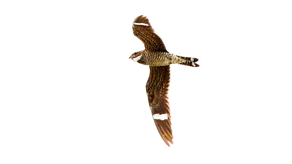 Antillean Nighthawk (Chordeiles gundlachii)