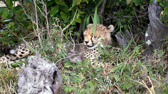 1988 Africa cheetah cub img431