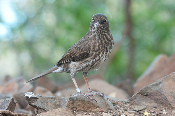 Pearly-eyed Thrasher (Margarops fuscatus)