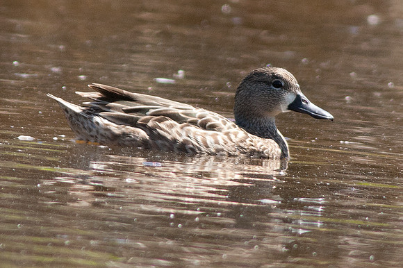 Blue-winged Teal (Anas discors) female