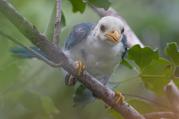 Yucatan Jay (Cyanocorax yucatanicus) juvenile