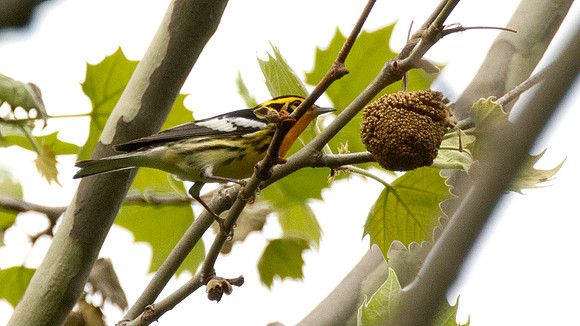Blackburnian Warbler (Dendroica fusca)