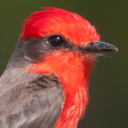 Vermilion Flycatcher (Pyrocephalus rubinus) male