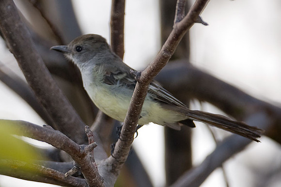 Brown-crested Flycatcher (Myiarchus tyrannulus)
