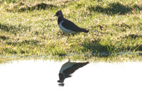 Northern Lapwing (Vanellus vanellus)