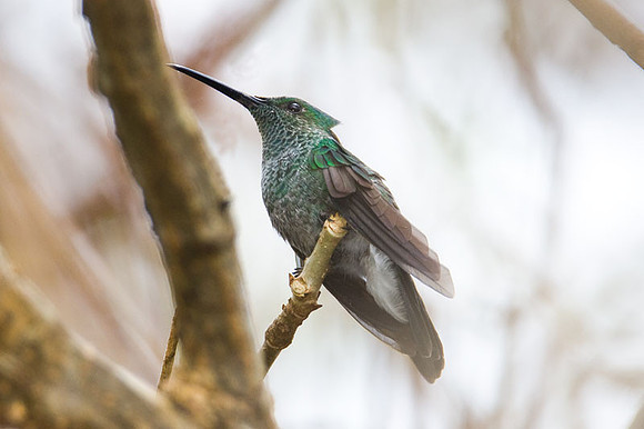 White-vented Plumeleteer (Chalybura buffonii)