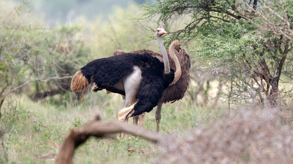 Common Ostrich (Struthio camelus)
