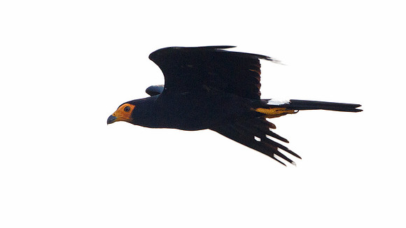 Black Caracara (Daptrius ater)