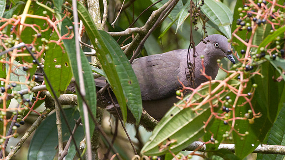 Plumbeous Pigeon (Patagioenas plumbea)