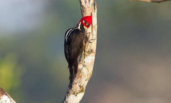 Crimson-crested Woodpecker (Campephilus melanoleucos)