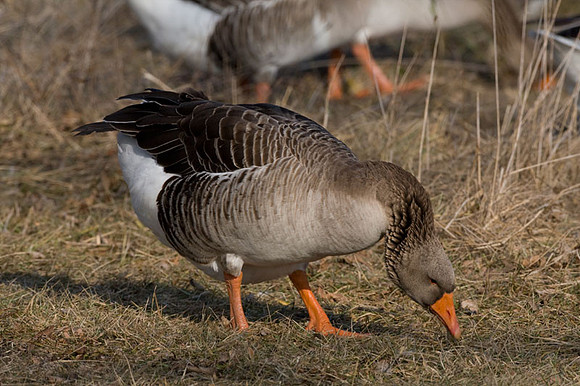 Greylag Goose (Anser anser)