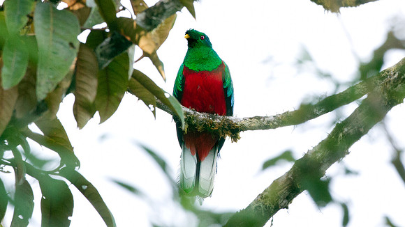 Crested Quetzal (Pharomachrus antisianus)