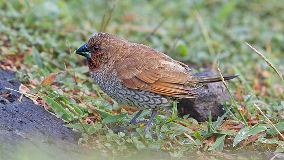 Scaly-breasted munia (Lonchura punctulata)