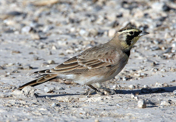 Horned Lark (Eremophila alpestris) also known as Shore Lark
