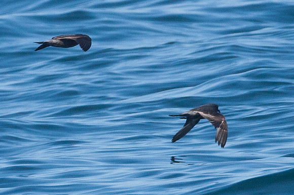 Leach's Storm Petrel (Oceanodroma leucorhoa)