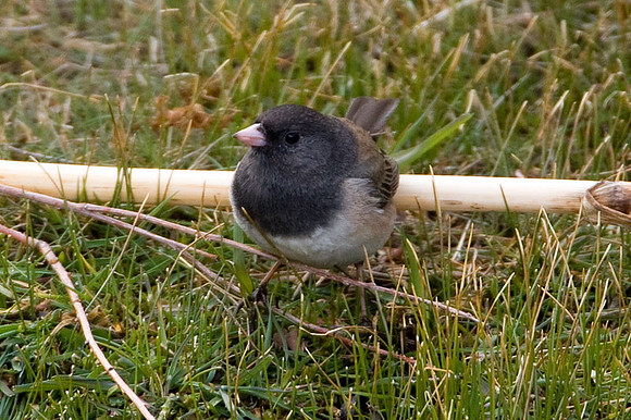 Dark-eyed Junco (Junco hyemalis subspecies oreganus)