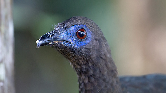 Sickle-winged Guan (Chamaepetes goudotii)