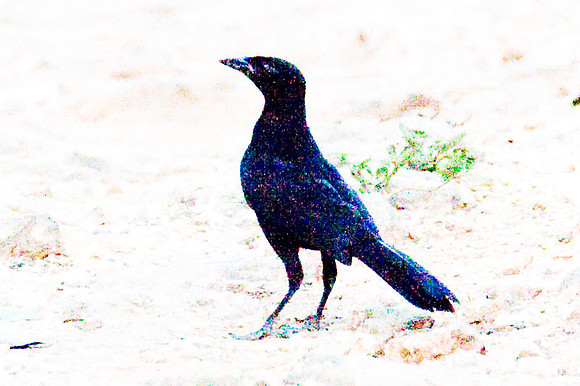 Great-tailed Grackle (Quiscalus mexicanus) male
