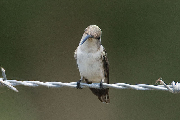 Mexican Sheartail (Doricha eliza) female