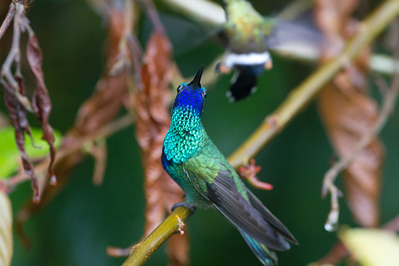 Sparkling Violetear (Colibri coruscans)