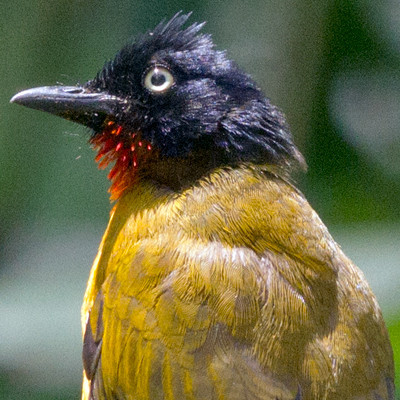 Ruby-throated bulbul (Pycnonotus dispar)