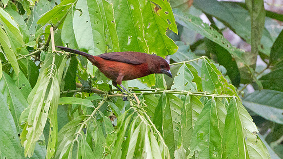 Silver-beaked Tanager (Ramphocelus carbo)