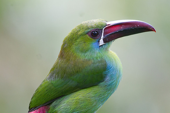 Crimson-rumped Toucanet (Aulacorhynchus haematopygus)