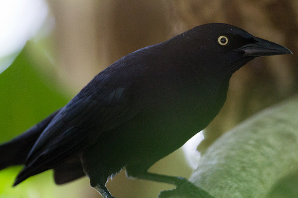 Carib Grackle (Quiscalus lugubris)