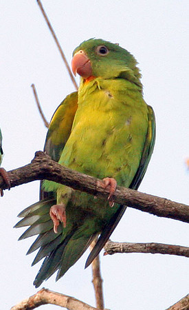 Orange-chinned Parakeet (Brotogeris jugularis) also known as Tovi Parakeet