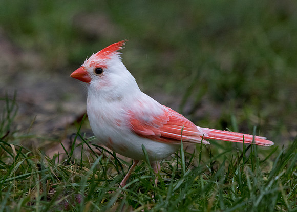 Fully leucistic Northern Cardinal (Cardinalis cardinalis)