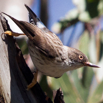Varied sittella (Daphoenositta chrysoptera)