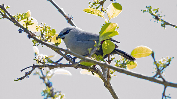 Grey Waxbill (Estrilda perreini)