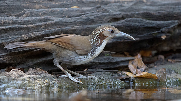Large scimitar babbler (Pomatorhinus hypoleucos)