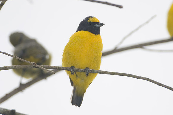 Scrub Euphonia (Euphonia affinis)